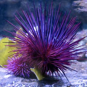 Crowned Sea Urchin (Centrostephanus coronatus)