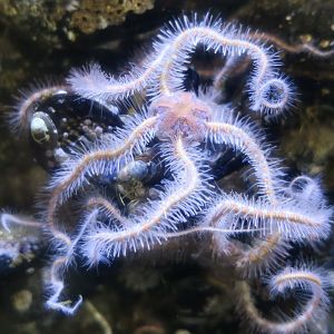 Western Spiny Brittle Star (Ophiothrix spiculata)
