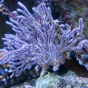 Brown Gorgonian (Muricea fruticosa)