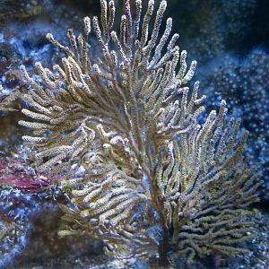 California Golden Gorgonian (Muricea californica)