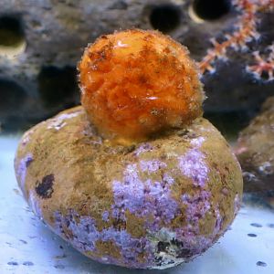 Orange Puffball Sponge (Tethya aurantium)