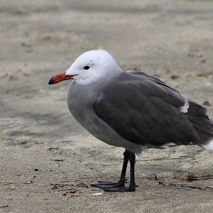 Heermann's Gull (Larus heermanni) breeding plumage - wild