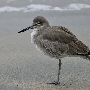 Western Willet (Tringa semipalmata inornata) - wild
