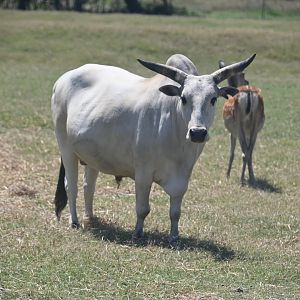 Zebu (Bos indicus)