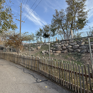 Markhor Exhibit (Right Side) - Asian Highlands