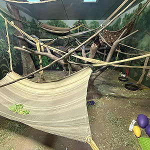 First Indoor Orangutan Habitat - Great Apes