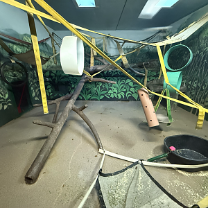 Second Indoor Gorilla Habitat - Great Apes