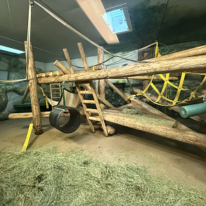 First Indoor Gorilla Habitat - Great Apes