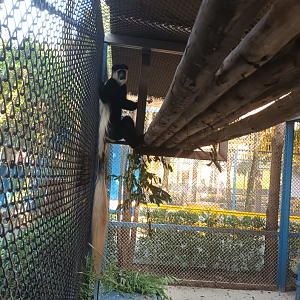 Mantled guereza at at Zoo garden River8