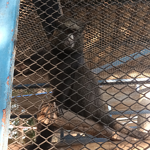 Greater spot-nosed monkey at Zoo garden River8