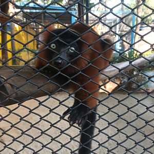 Red ruffed lemur at Zoo garden River8