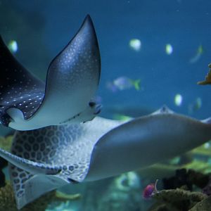 Leopard Whipray & Ocellated Eagle Ray