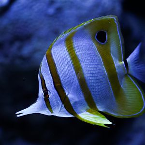 Copperband Butterflyfish