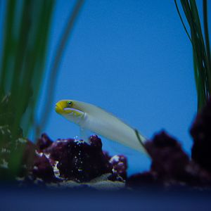 Gold Head Sleeper Goby