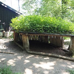 Giant anteater and Lowland tapir exhibit - Shelter with green/living roof, 2024-06-08