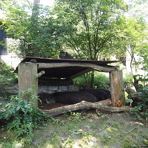 Giant anteater and Lowland tapir exhibit - Shelter, 2024-06-08