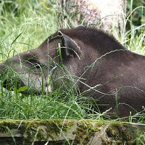 Lowland tapir (Tapirus terrestris), 2024-06-08