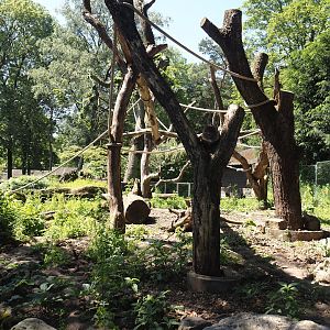 Ring-tailed coati exhibit, 2024-06-08