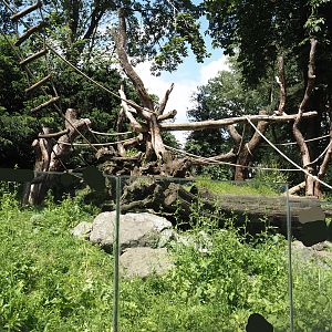 Ring-tailed coati exhibit, 2024-06-08