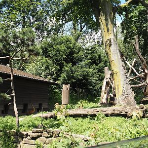 Ring-tailed coati exhibit and house, 2024-06-08