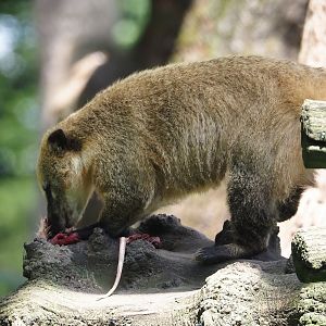 Ring-tailed coati (Nasua nasua) eating a rat, 2024-06-08