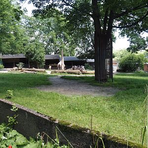 Domestic Bactrian camel exhibit, 2024-06-08
