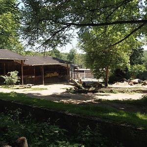Domestic Bactrian camel exhibit, 2024-06-08