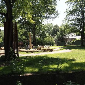 Domestic Bactrian camel exhibit, 2024-06-08