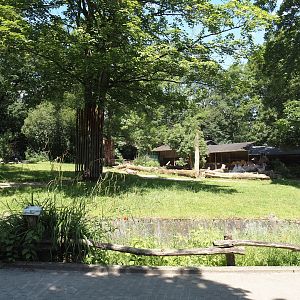 Domestic Bactrian camel exhibit, 2024-06-08