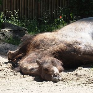 Domestic Bactrian camel (Camelus bactrianus), 2024-06-08