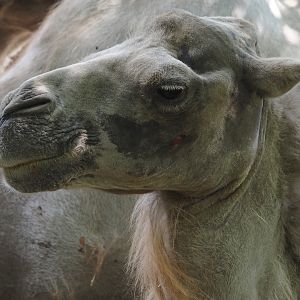 Domestic Bactrian camel (Camelus bactrianus), 2024-06-08
