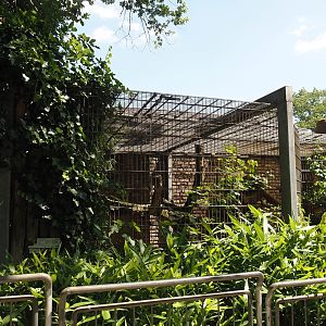 Fishing cat exhibit, 2024-06-08