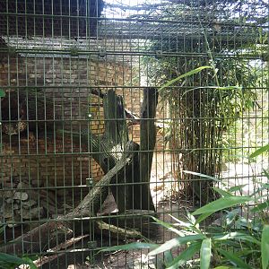 Fishing cat exhibit, 2024-06-08
