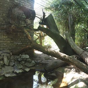 Fishing cat exhibit, 2024-06-08