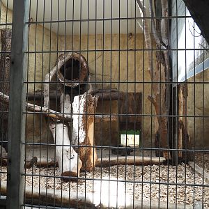 Fishing cat indoor exhibit, 2024-06-08