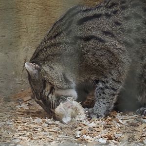 Fishing cat (Prionailurus viverrinus), 2024-06-08