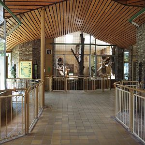 View in predator house - Lion exhibit on the left, Fossa exhibit on the right, Fishing cat exhibit in the back, 2024-06-08