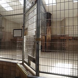 Old lion indoor exhibit, 2024-06-08