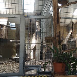 Fossa indoor exhibit, 2024-06-08