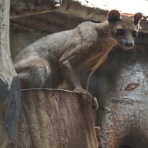 Fossa (Cryptoprocta ferox), 2024-06-08