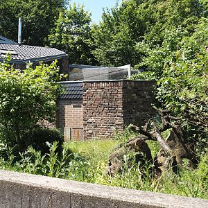Dwarf mongoose exhibit, 2024-06-08