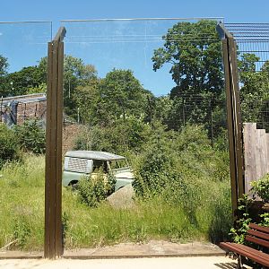 African lion exhibit, 2024-06-08