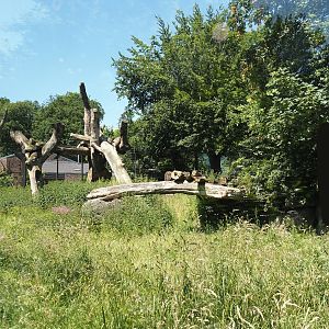 African lion exhibit, 2024-06-08