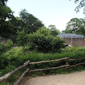 African lion exhibit, 2024-06-08
