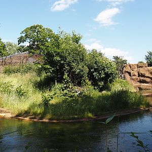 African lion exhibit, 2024-06-08