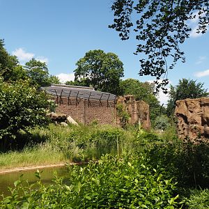 African lion exhibit, 2024-06-08
