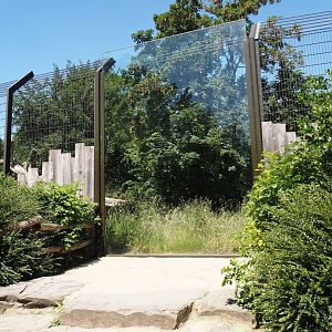 African lion exhibit viewing window, 2024-06-08