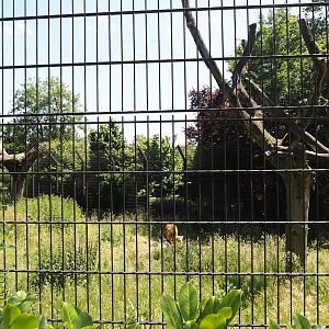 African lion exhibit, 2024-06-08