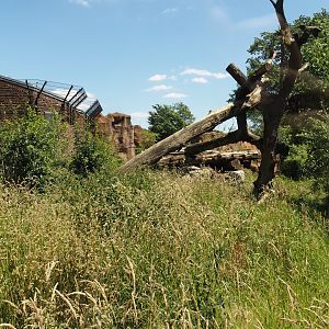 African lion exhibit, 2024-06-08