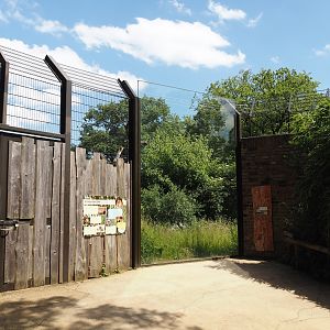 African lion exhibit viewing window, 2024-06-08